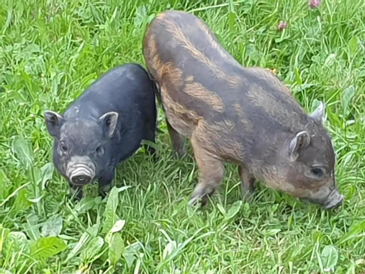 Landgut Michlshof - Bauernhof, Tinyhouse, Tiere Villa Untergriesbach