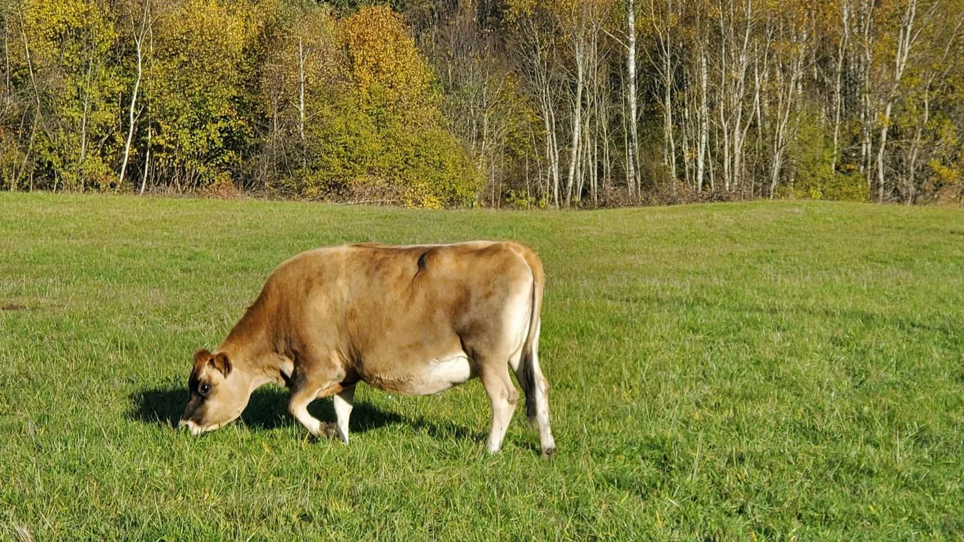 Landgut Michlshof - Bauernhof, Tinyhouse, Tiere Villa Untergriesbach Germany